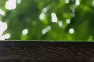 A3E30E59-1FD5-4EE4-8A70-6D96E975EF04.gif.03707ab39bab01f88ce1d4ce9ab8aaa8.gif
