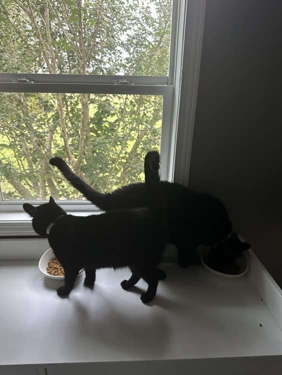 image.thumb.jpeg.e7f32f82fda0b5211c7972de7c802633.jpeg