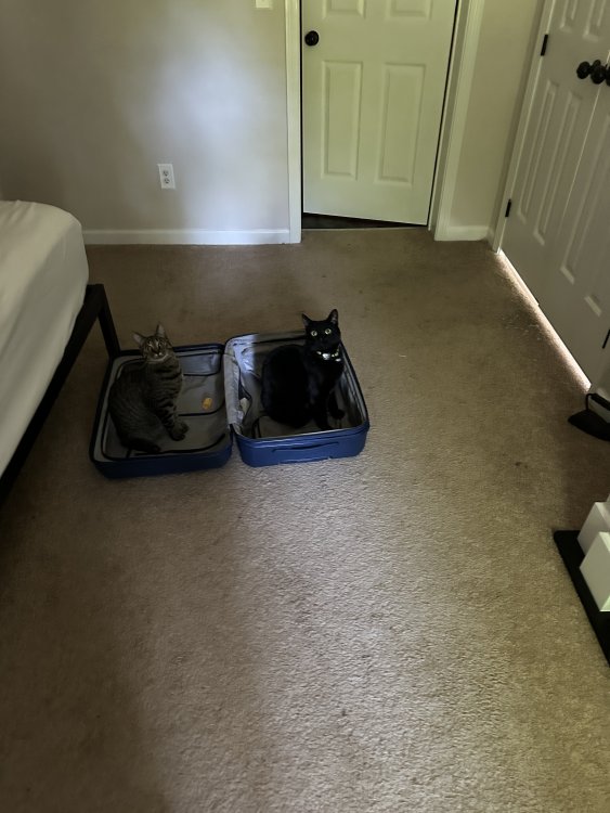 image.thumb.jpeg.a54591fe56ba21650023f2f64e46a47d.jpeg