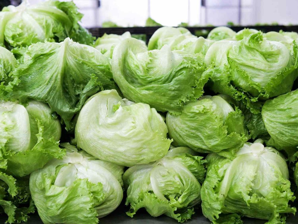 is-iceberg-lettuce-healthy-aca7e8cc83e74c85a242ada7259cfcc1.thumb.jpg.4489cc1d8128f3534d073f6751d5ce83.jpg
